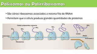 • São vários ribossomos associados a mesma fita de RNAm
• Permitem que a célula produza grandes quantidades de proteínas
 