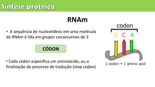 • A sequência de nucleotídeos em uma molécula
de RNAm é lida em grupos consecutivos de 3
• Cada códon especifica um aminoácido, ou a
finalização do processo de tradução (stop codon)
CÓDON
RNAm
 