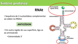 • Sequência de 3 nucleotídeos complementar
ao códon no RNAm
• Em outra região de sua superfície, liga-se
ao aminoácido
• Extremidade 3’
RNAt
ANTICÓDON
 