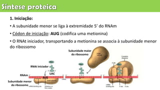 1. Iniciação:
• A subunidade menor se liga à extremidade 5’ do RNAm
• Códon de iniciação: AUG (codifica uma metionina)
• O RNAt iniciador, transportando a metionina se associa à subunidade menor
do ribossomo
Subunidade menor
do ribossomo
RNAm
AUG
RNAt iniciador
Subunidade maior
do ribossomo
UAC
 