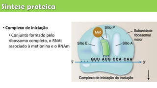 • Complexo de iniciação
• Conjunto formado pelo
ribossomo completo, o RNAt
associado à metionina e o RNAm
 