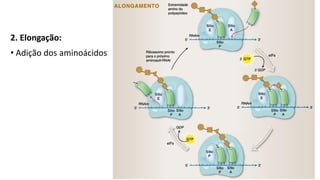2. Elongação:
• Adição dos aminoácidos
 