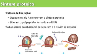 • Fatores de liberação:
• Ocupam o sítio A e encerram a síntese proteica
• Liberam o polipeptídio formado e o RNAt
• Subunidades do ribossomo se separam e o RNAm se dissocia
Fator de
liberação
Polipeptídeo livre
 