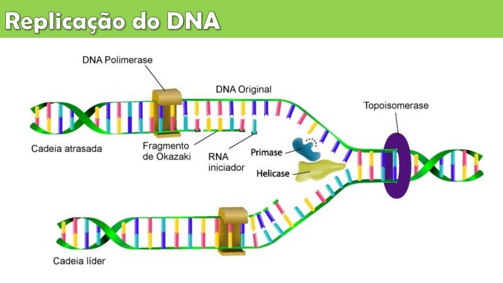 Aula 6 replicação do dna, transcrição do rna e síntese proteica