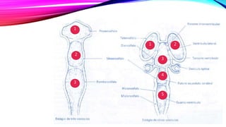 Sistema nervoso - anatomia humana