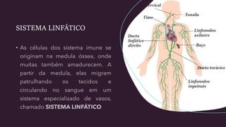 SISTEMA LINFÁTICO
 