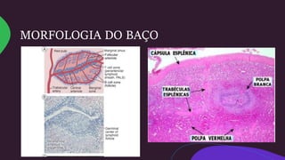 MORFOLOGIA DO BAÇO
 