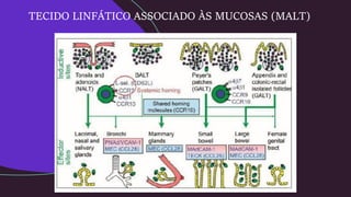 TECIDO LINFÁTICO ASSOCIADO ÀS MUCOSAS (MALT)
 