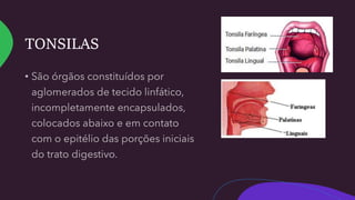 TONSILAS
 