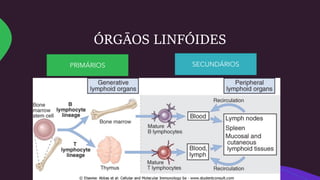 ÓRGĀOS LINFÓIDES
PRIMÁRIOS SECUNDÁRIOS
 