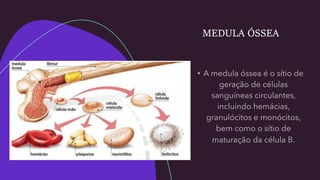 MEDULA ÓSSEA
 
