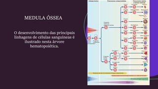 O desenvolvimento das principais
linhagens de células sanguíneas é
ilustrado nesta árvore
hematopoiética.
MEDULA ÓSSEA
 
