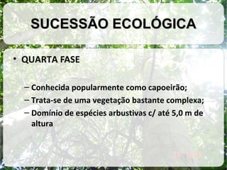 SUCESSÃO ECOLÓGICA
• QUARTA FASE
– Conhecida popularmente como capoeirão;
– Trata-se de uma vegetação bastante complexa;
– Domínio de espécies arbustivas c/ até 5,0 m de
altura

 