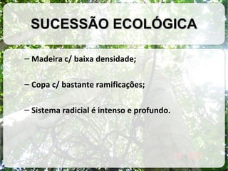SUCESSÃO ECOLÓGICA
– Madeira c/ baixa densidade;
– Copa c/ bastante ramificações;
– Sistema radicial é intenso e profundo.

 