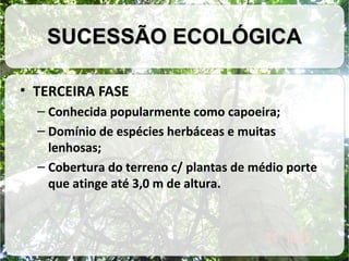 SUCESSÃO ECOLÓGICA
• TERCEIRA FASE
– Conhecida popularmente como capoeira;
– Domínio de espécies herbáceas e muitas
lenhosas;
– Cobertura do terreno c/ plantas de médio porte
que atinge até 3,0 m de altura.

 