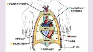 CRANIAL
MÉDIO
CAUDAL
 