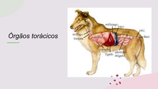 Órgãos torácicos
 