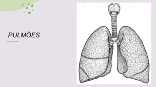 PULMÕES
 