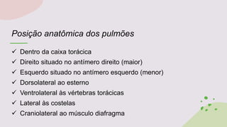 Posição anatômica dos pulmões
 Dentro da caixa torácica
 Direito situado no antímero direito (maior)
 Esquerdo situado no antímero esquerdo (menor)
 Dorsolateral ao esterno
 Ventrolateral às vértebras torácicas
 Lateral às costelas
 Craniolateral ao músculo diafragma
 