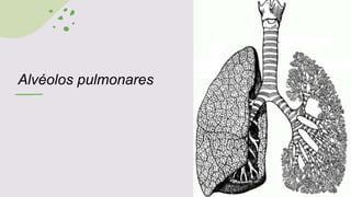 Alvéolos pulmonares
 