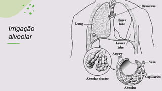 Irrigação
alveolar
 