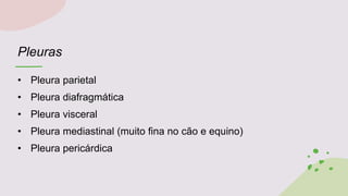 Pleuras
• Pleura parietal
• Pleura diafragmática
• Pleura visceral
• Pleura mediastinal (muito fina no cão e equino)
• Pleura pericárdica
 