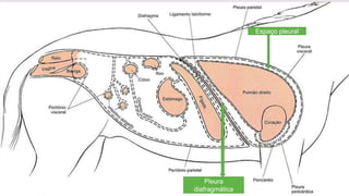 Espaço pleural
Pleura
diafragmática
 