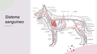 Sistema
sanguíneo
 