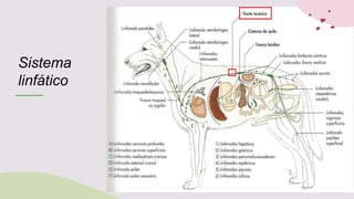 Sistema
linfático
 