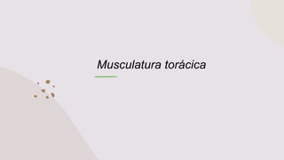 Musculatura torácica
 