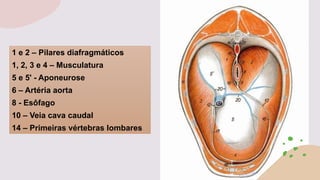 1 e 2 – Pilares diafragmáticos
1, 2, 3 e 4 – Musculatura
5 e 5' - Aponeurose
6 – Artéria aorta
8 - Esôfago
10 – Veia cava caudal
14 – Primeiras vértebras lombares
 