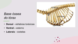 Base óssea
do tórax
• Dorsal - vértebras torácicas
• Ventral – esterno
• Laterais - costelas
 
