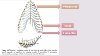 Verdadeiras
Falsas
Flutuantes
 