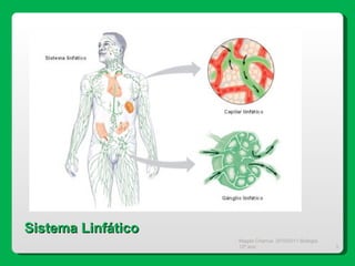 Magda Charrua  2010/2011 Biologia 12º ano  Sistema Linfático 
