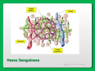 Magda Charrua  2010/2011 Biologia 12º ano  Vasos Sanguíneos 