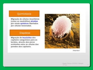 Magda Charrua  2010/2011 Biologia 12º ano  Quimiotaxia Diapdese 