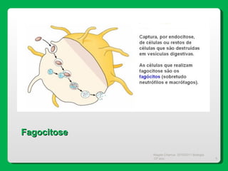Magda Charrua  2010/2011 Biologia 12º ano  Fagocitose 