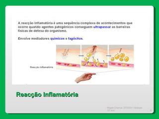 Magda Charrua  2010/2011 Biologia 12º ano  Reacção Inflamatória 