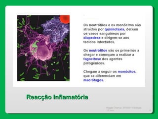 Magda Charrua  2010/2011 Biologia 12º ano  Reacção Inflamatória 