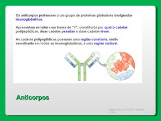Magda Charrua  2010/2011 Biologia 12º ano  Anticorpos 