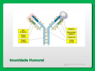 Magda Charrua  2010/2011 Biologia 12º ano  Imunidade Humoral 