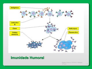 Magda Charrua  2010/2011 Biologia 12º ano  Imunidade Humoral 