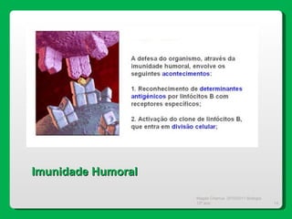 Magda Charrua  2010/2011 Biologia 12º ano  Imunidade Humoral 