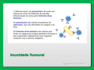 Magda Charrua  2010/2011 Biologia 12º ano  Imunidade Humoral 