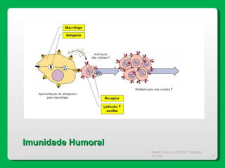 Magda Charrua  2010/2011 Biologia 12º ano  Imunidade Humoral 