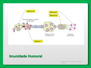 Magda Charrua  2010/2011 Biologia 12º ano  Imunidade Humoral 