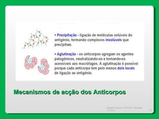 Magda Charrua  2010/2011 Biologia 12º ano  Mecanismos de acção dos Anticorpos 