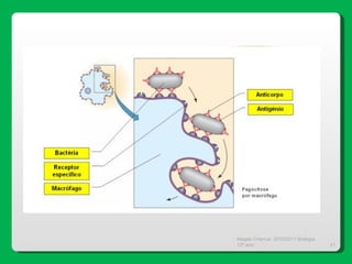 Magda Charrua  2010/2011 Biologia 12º ano  