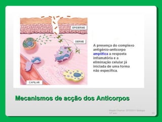 Magda Charrua  2010/2011 Biologia 12º ano  Mecanismos de acção dos Anticorpos 