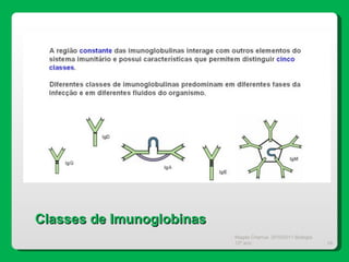 Magda Charrua  2010/2011 Biologia 12º ano  Classes de Imunoglobinas 